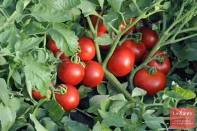 Семена томатов (помидор) Ляна Розовая купить в Украине | Веснодар