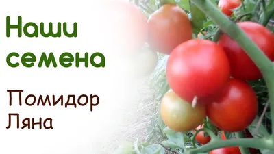 ᐈ Томат низькорослий ранній Ляна Рожева 100шт Солнечный март ᐈ Лубны 5 ГРН  - OBYAVA.ua™ №24311425