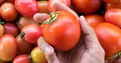 Семена томатов | томат ляна 10 г кустовой ранний, империя семян