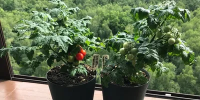Томат Медовый: как вырастить сочный урожай помидоров