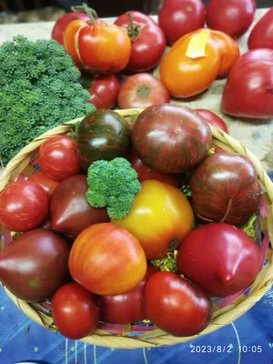 обзор #помидоры #томаты #детерминантныетоматы #дачныйсовет #саддачаог... |  TikTok