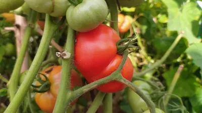 Можно ли есть помидоры каждый день, почему нельзя есть томаты ежедневно,  польза и вред для организма - Чемпионат
