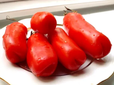 Характеристики Семена томат Женское счастье (10 шт) / VAMBARE, подробное  описание товара. Интернет-магазин OZON