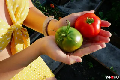 Если есть помидоры каждый день, то можно набрать целый букет самых  неприятных заболеваний