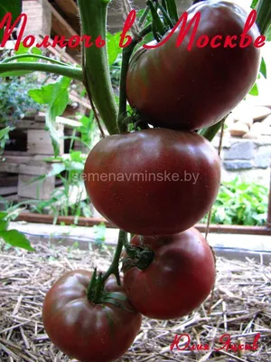 Аурия, лиановидный сорт томата, с красными длинными (15-20 см) плодами  красного цвес раздвоенной верхушкой.