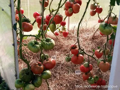 Причину уродливости помидоров в 2023 году раскрыли эксперты