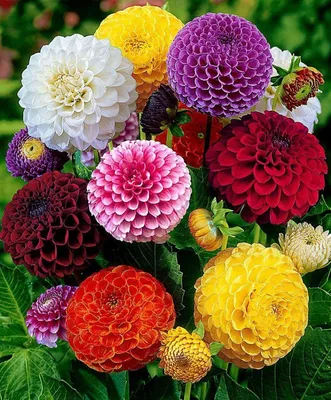 Помпонные георгины разных оттенков | Merveilleuses fleurs, Idées de jardin  fleur, Fleurs colorées
