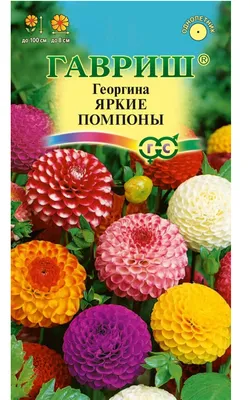 Выращивание георгин: выбор сорта, посадка, хранение клубней - ЦВЕТЫ ДЛЯ  САДА И ДОМА