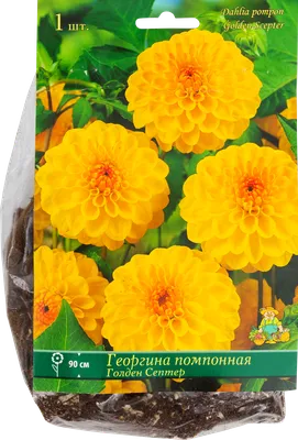 Купить Георгина Махровые помпоны недорого по цене 26руб.|Garden-zoo.ru