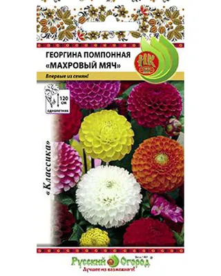 Георгины – особенности выращивания, зимнее хранение, сорта - Бобёр.ру