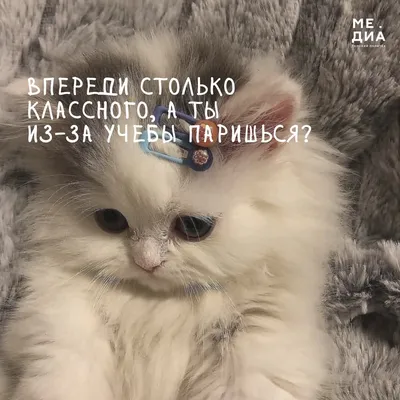 Понедельничное | Пикабу