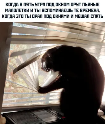 Понедельник — день тяжелый: как коты начинают неделю - 7Дней.ру
