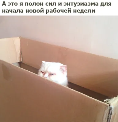 E-DOCS.uz - Понедельник – день тяжелый🤯 И это не просто слова. Предлагаем  разобрать этот факт. Согласно исследованиям, чаще всего сотрудники  пропускают работу именно в понедельник \"по состоянию здоровья\"😪 Возможно,  им хочется оттянуть