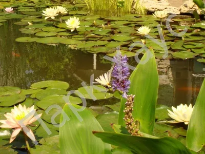 Понтедерия сердцелистная 'Blue' (Pontederia cordata 'Blue')