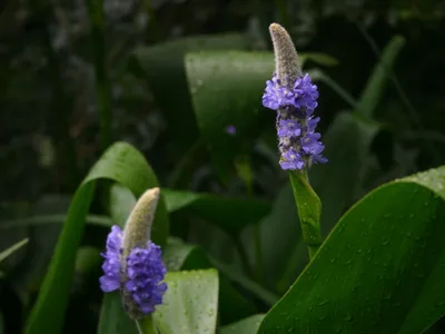 Понтедерия сердцевидная (Pontederia cordata) - PictureThis
