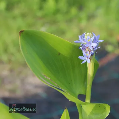 Понтедерия сердцевидная - Pontederia cordata взрослое растение  (ID#286156124), цена: 90 ₴, купить на Prom.ua