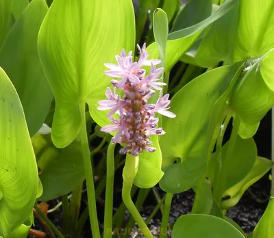 Pontederia cordata / Понтедерия сердцелистная | Атлас цветущих растений