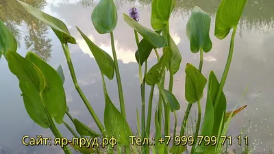 Понтедерия сердцевидная - Pontederia cordata: продажа, цена в Киевской  области. Растения для пруда от \"Вотер Флора\" - 241752421