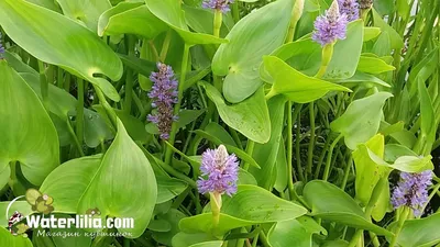 Понтедерия сердцелистная - прибрежное растение с цветами купить