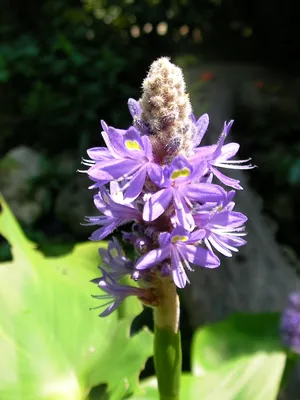 Репродукции Произведений Искусства Pickerelweed ( Понтедерия сердцелистной  ), 1919 по Mary Vaux Walcott (1860-1940, United States) |