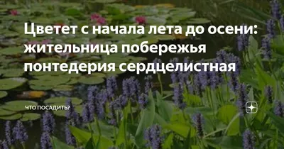 Понтедерия Сердцелистная (Pontederia cordata Pink Pons). – Нимфея  Зимостойкая. Купить нимфеи,кувшинки,водяные лилии в Москве.