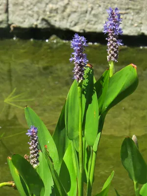 Понтедерия сердцелистная Пинк (PONTEDERIA CORDATA PINK) Р10 — Питомник  Летний сад