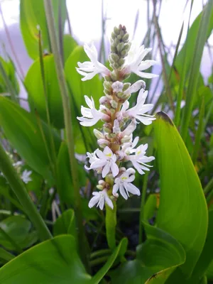 Купить Pontederia cordata (Понтедерия сердцелистная), купить водные растения