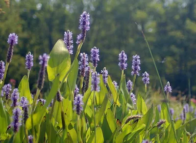 Понтедерия сердцелистная, белая в горшке (Pontederia cordata) купить по  выгодной цене в интернет-магазине EXOMENU.RU