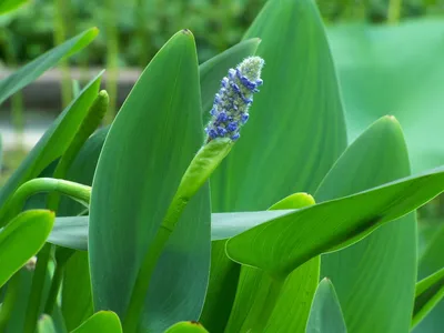 Pontederia — Wikispecies