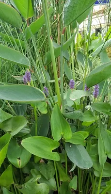 Pontederia cordata - Изображение особи - Плантариум