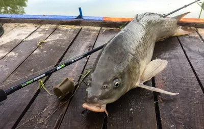 Рыбалка на хариуса на Кольском полуострове — как ловят хариуса в Мурманской  области