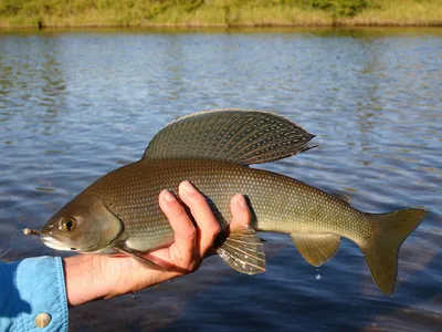 Рыбалка на Алтае 2024–2025: лучшие места, где можно ловить рыбу