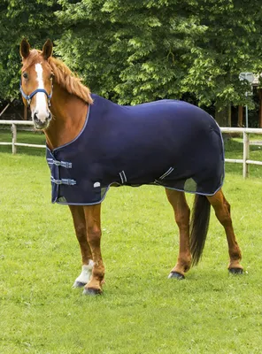 Практические советы по одеванию попоны на лошадь. | Виталий Солобай | Дзен