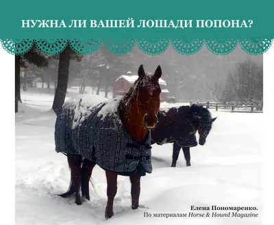 Амуниция для лошади (ID#1214591674), цена: 4400 ₴, купить на Prom.ua