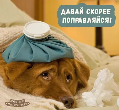 20752 Schleich - \"Смурфик «Поправляйся скорее»\" оригинальные фигурки с  бесплатной доставкой, купить за 0₽ со скидкой в интернет магазине  Bootlegbricks.ru