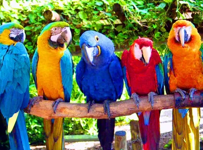 Говорящие попугаи: 5 лучших пород для дома