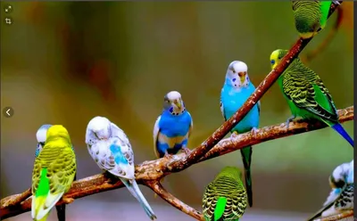 Попугаи - абсолютно ручные птенцы из питомника