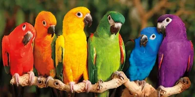 Перед вами - основные виды попугаев, а некоторые из них подходят для  домашнего содержания! 🦜 ⠀ Они совершенно разные не только по размерам … |  Instagram
