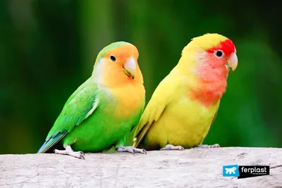 Попугай Амазон 🦜 Инфрмация с фото и видео | Pet7