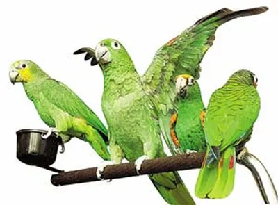 Попугаи разных видов на одной …» — создано в Шедевруме