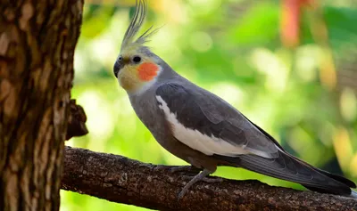Дятловые попугаи: описание, виды, содержание и уход, цены, фото