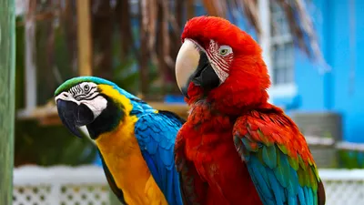 Содержание попугаев — чем кормить и как научить разговаривать?. Фото —  Ботаничка