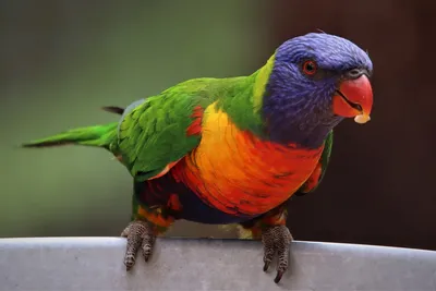 Александров кольчатый попугай — Википедия