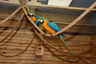 Радужный лорикет или многоцветный попугай | Блог зоомагазина Zootovary.com