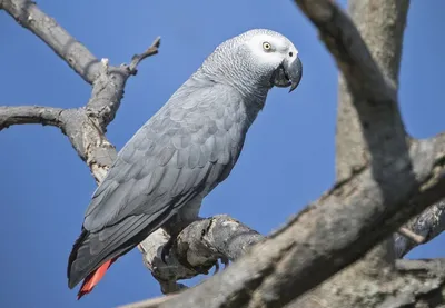 Домашние попугаи - виды, содержание, питание | Главная