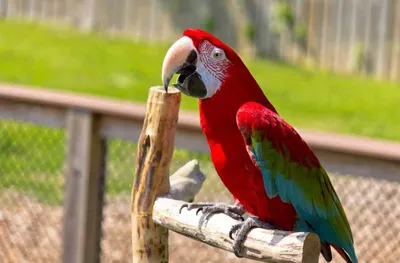 Более 20 видов. В Бобруйске проходит выставка попугаев — Бобруйский  новостной портал Bobrlife
