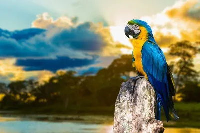 Авиарий» в Тирасполе представит новые виды попугаев | Vtranse