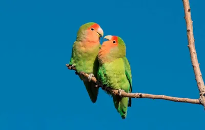 Породы попугаев; виды попугаев для домашнего содержания; виды попугаев фото  и названия