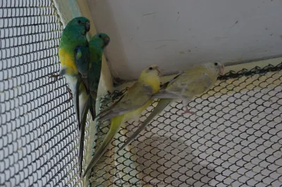 Певчий попугай - самки и самцы: 800 грн. - Птицы Одесса на Olx