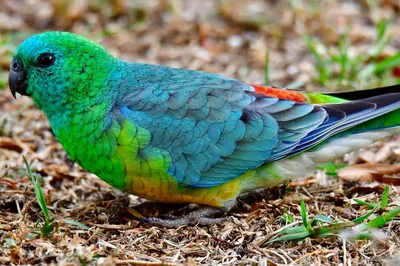 Синелицый певчий австралийский попугай - «Пернатый друг ставший членом  нашей семьи » | отзывы